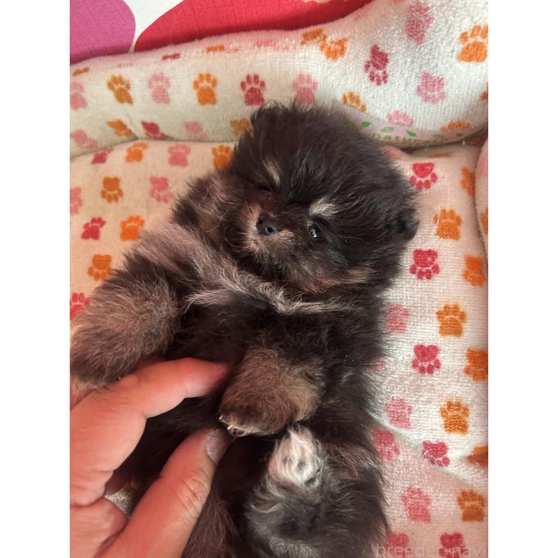 販売中の新潟県のポメラニアン-454144の5枚目