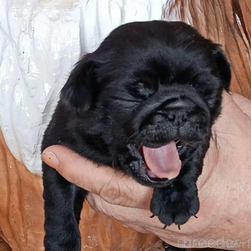 販売中の山形県のパグ-454141の2枚目