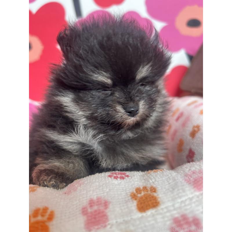 販売中の新潟県のポメラニアン-454144の3枚目