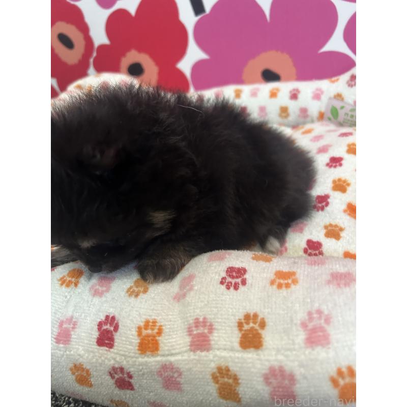 販売中の新潟県のポメラニアン-454144の2枚目