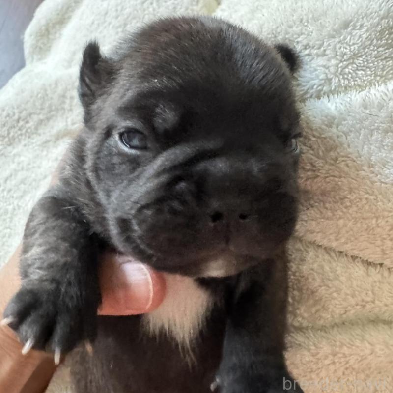 販売中の宮城県のフレンチブルドッグ-454142の3枚目