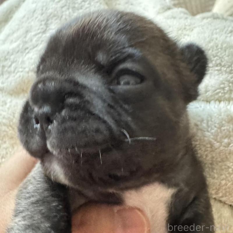 販売中の宮城県のフレンチブルドッグ-454142の2枚目