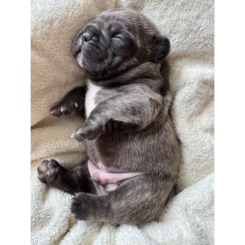 販売中の宮城県のフレンチブルドッグ-454145の3枚目