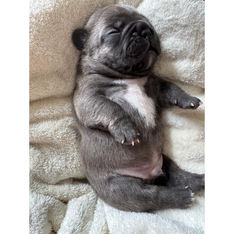 販売中の宮城県のフレンチブルドッグ-454145の2枚目