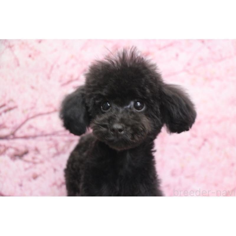 販売中の千葉県のティーカッププードル-424643の2枚目