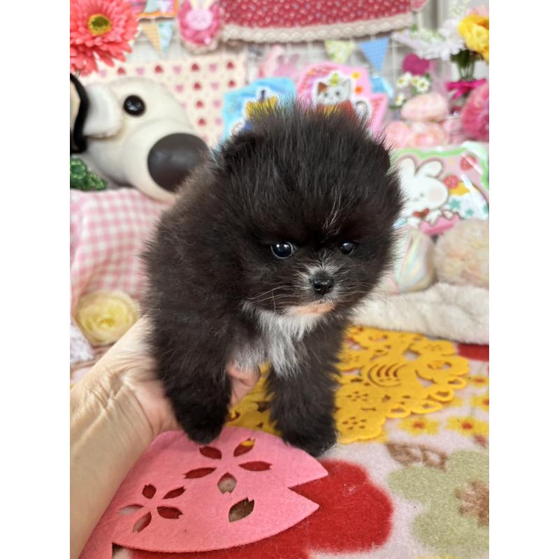 販売中の鹿児島県のポメラニアン-454151の4枚目