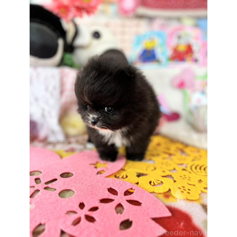 販売中の鹿児島県のポメラニアン-454151の3枚目