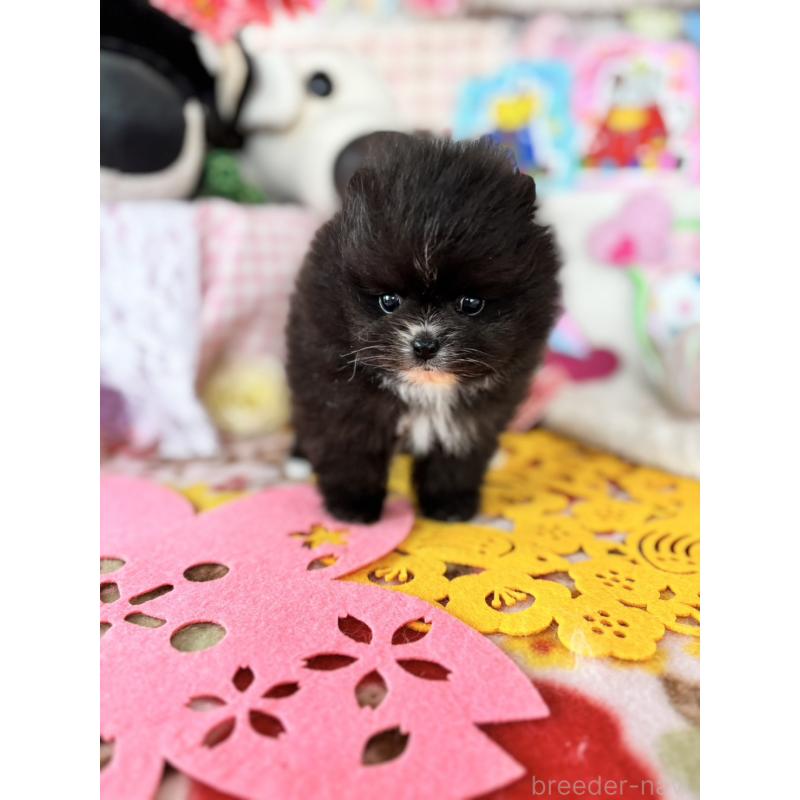 販売中の鹿児島県のポメラニアン-454151の2枚目