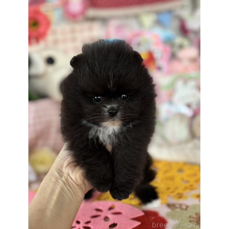 販売中の鹿児島県のポメラニアン-454151