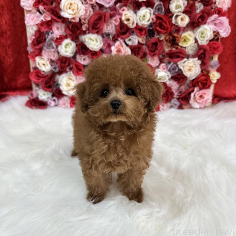 販売中の広島県のティーカッププードル-446066