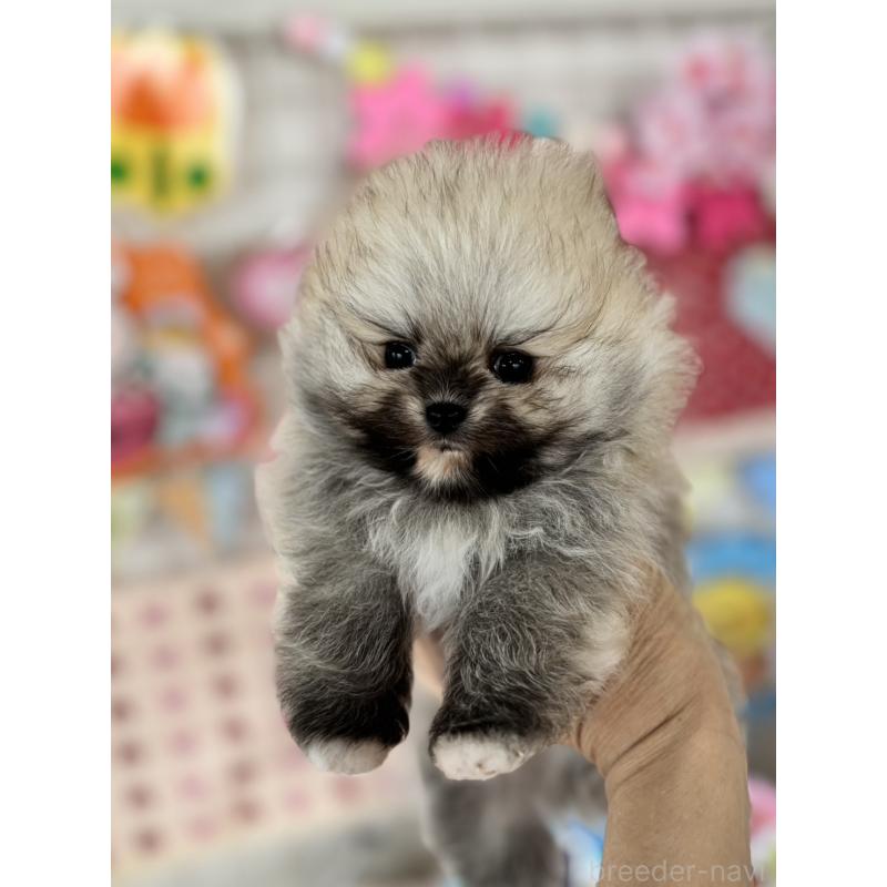 販売中の鹿児島県のポメラニアン-454152