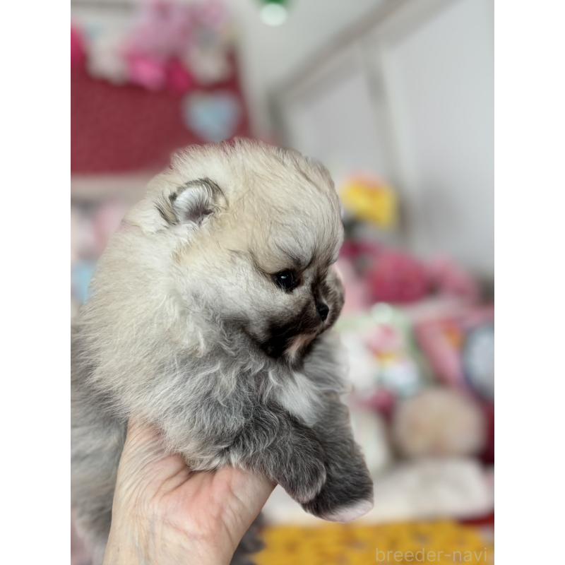 販売中の鹿児島県のポメラニアン-454152の4枚目