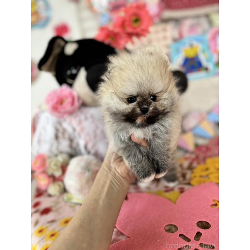 販売中の鹿児島県のポメラニアン-454152の3枚目