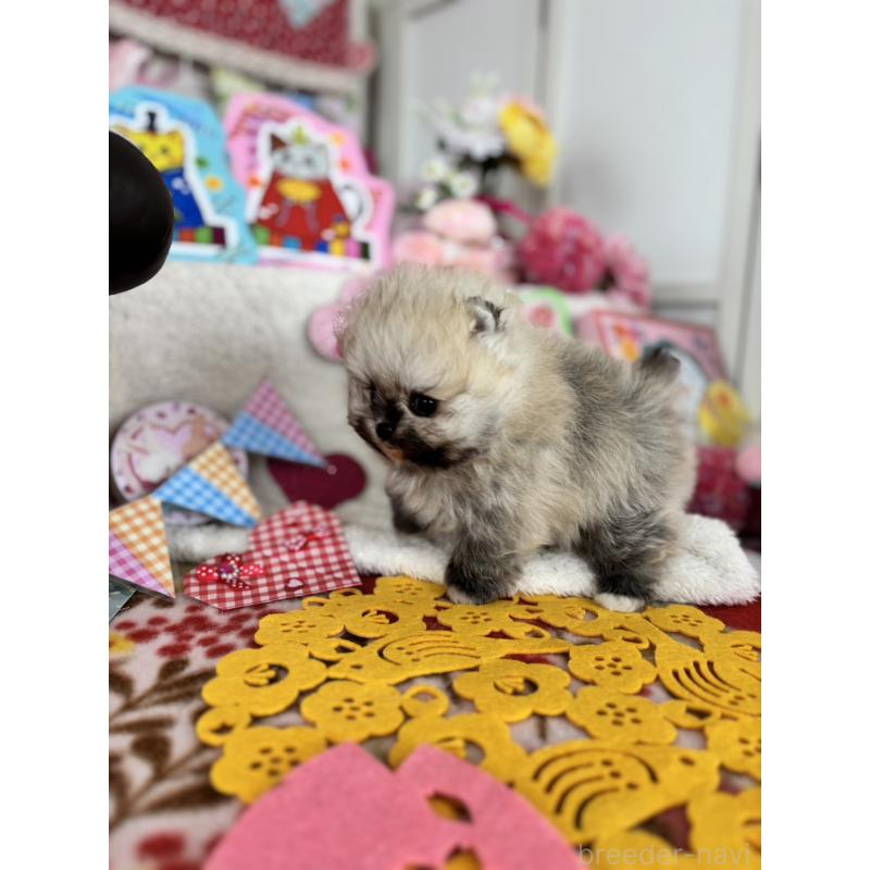 販売中の鹿児島県のポメラニアン-454152の2枚目