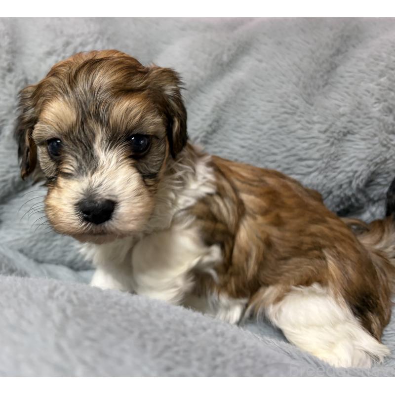 販売中の福島県のハバニーズ-454153の2枚目