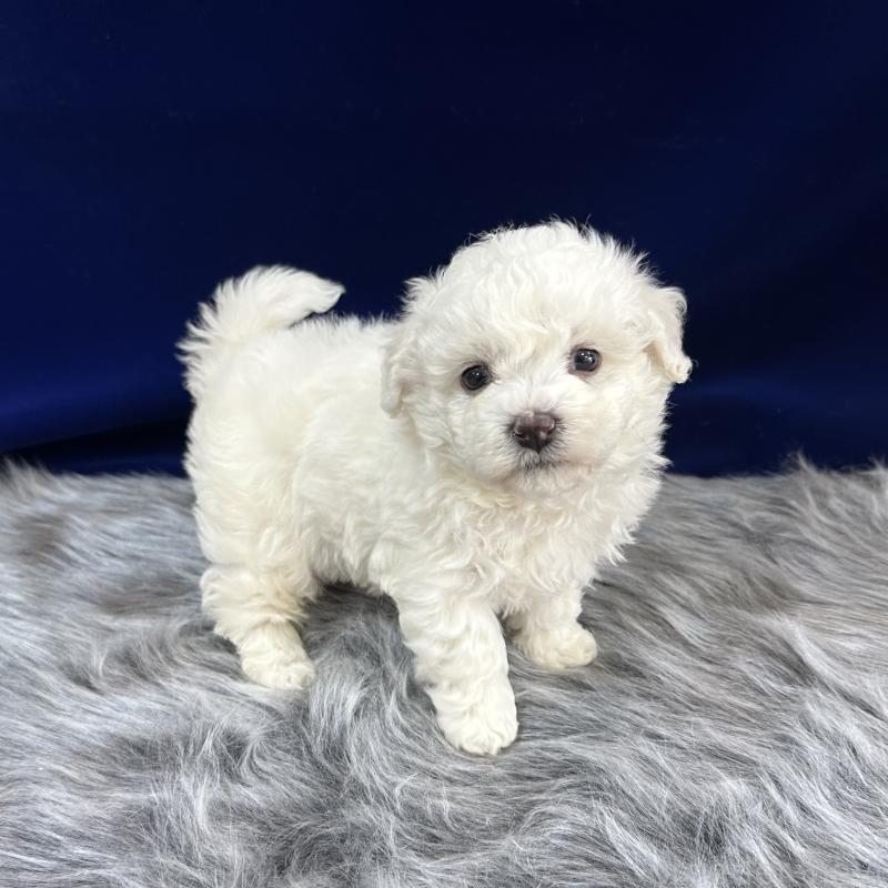 販売中の広島県のビションフリーゼ-451183