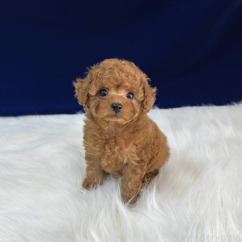 販売中の広島県のタイニープードル-450941