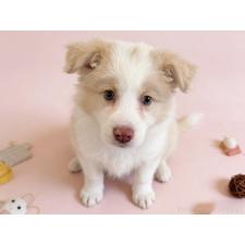 オンライン見学