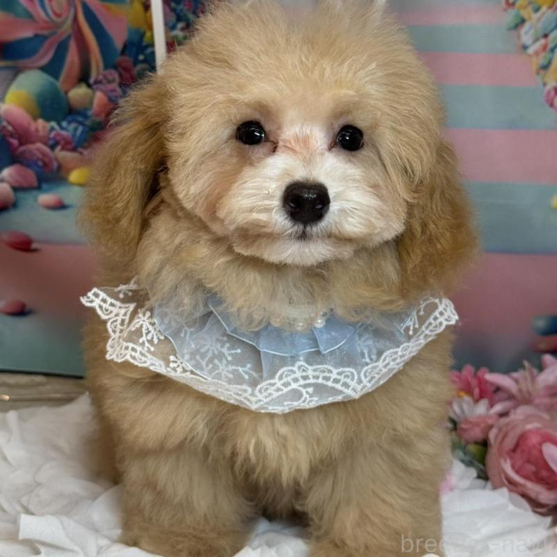 販売中の広島県のタイニープードル-436121