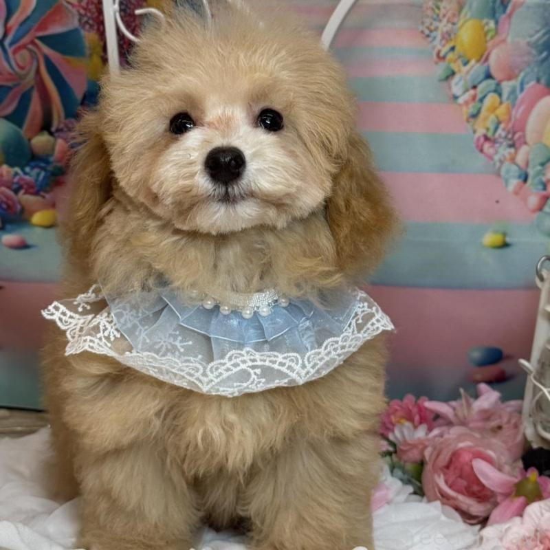 成約済の広島県のタイニープードル-436121の5枚目