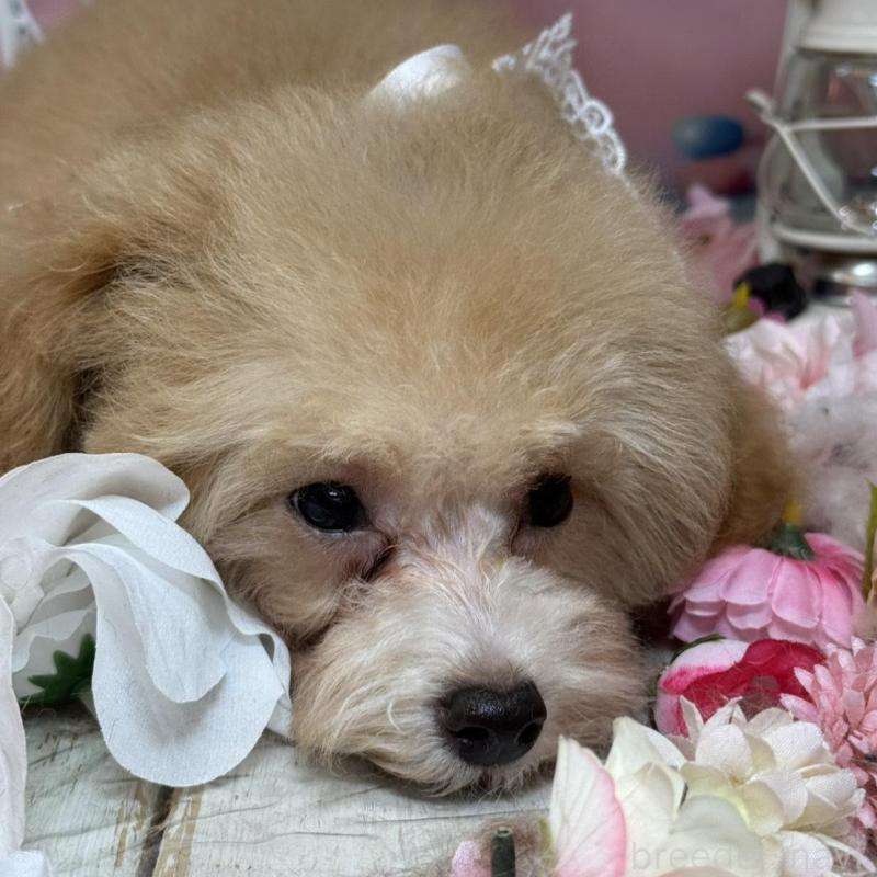 成約済の広島県のタイニープードル-436121の4枚目