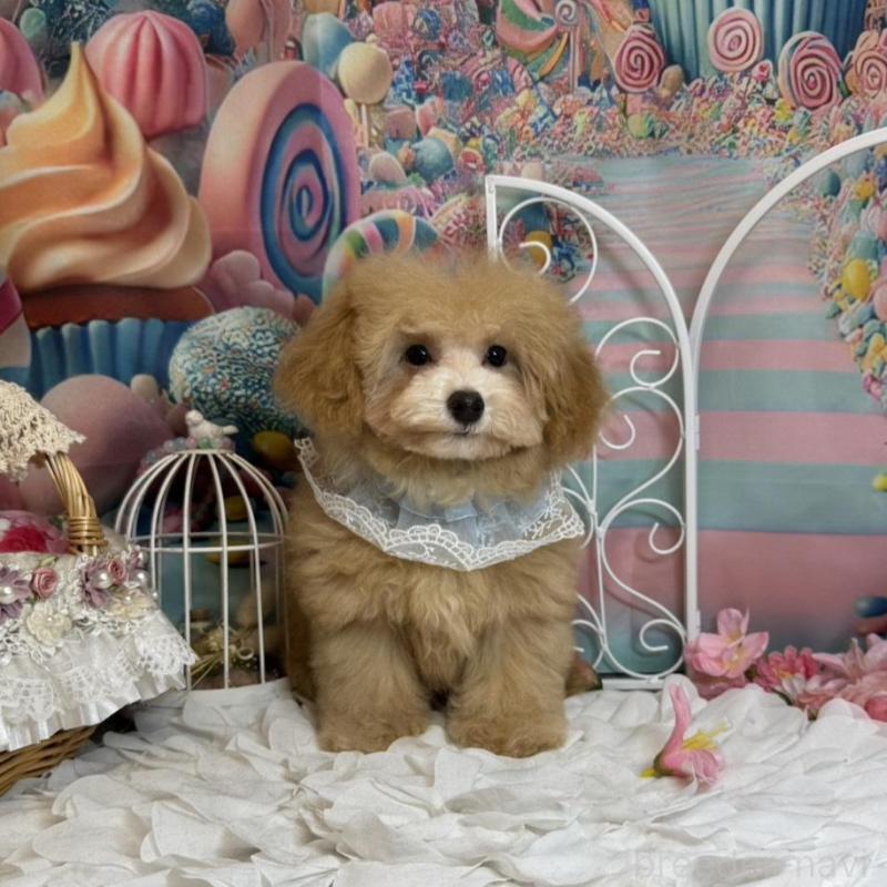 成約済の広島県のタイニープードル-436121の3枚目