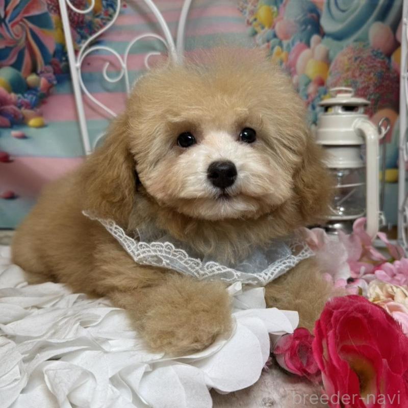 成約済の広島県のタイニープードル-436121の2枚目