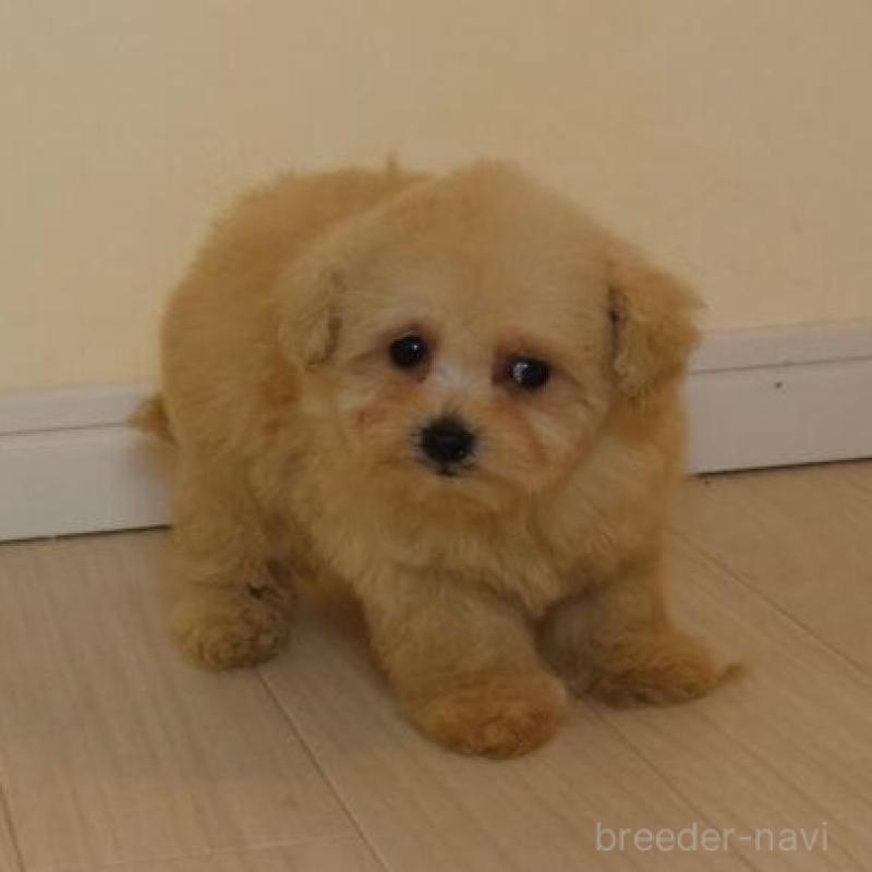 販売中の広島県のタイニープードル-454159の5枚目