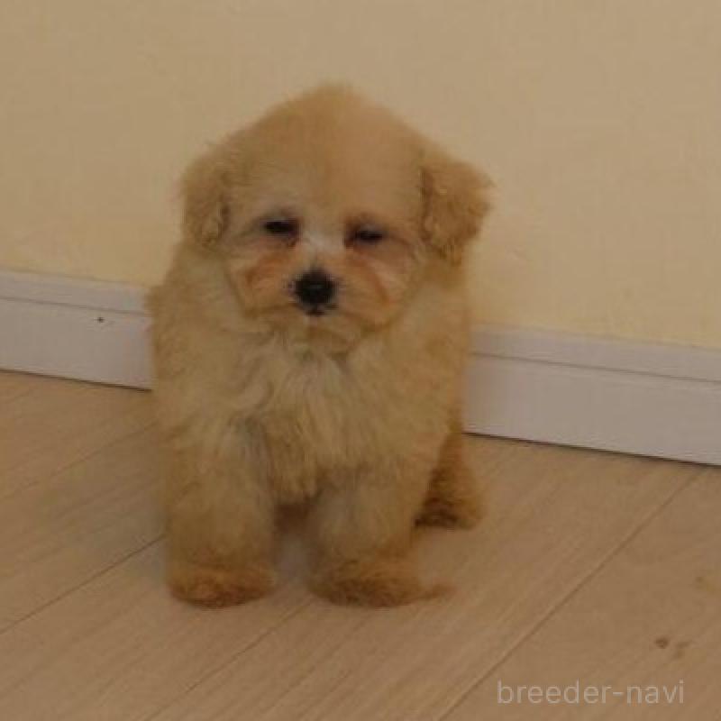 販売中の広島県のタイニープードル-454159の4枚目