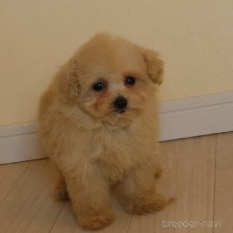 販売中の広島県のタイニープードル-454159の3枚目