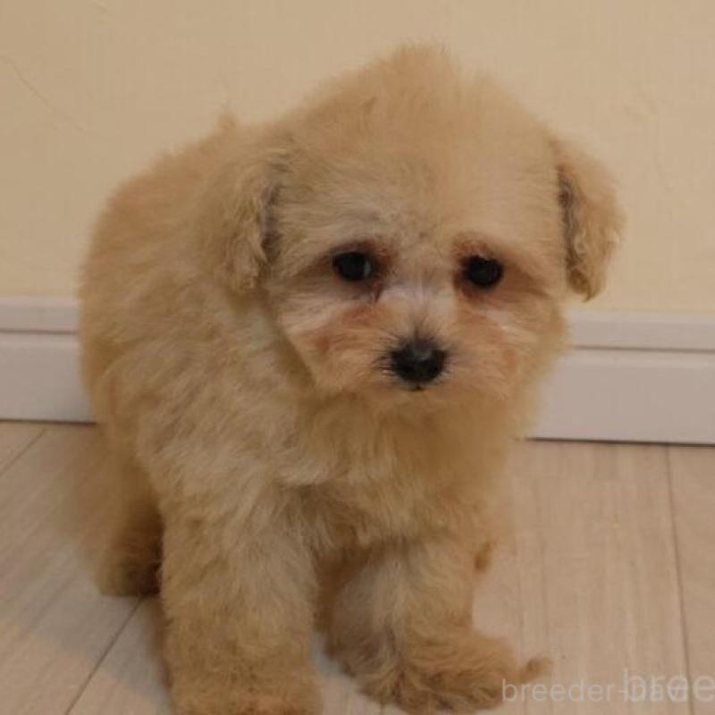 販売中の広島県のタイニープードル-454159の2枚目