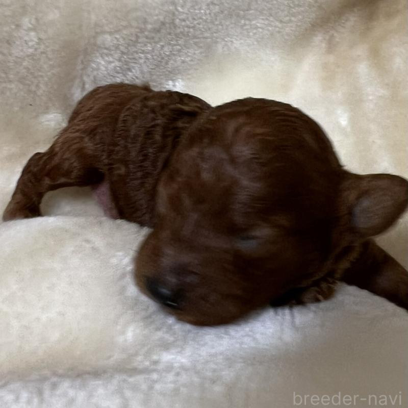 販売中の福岡県のタイニープードル-454161の12枚目