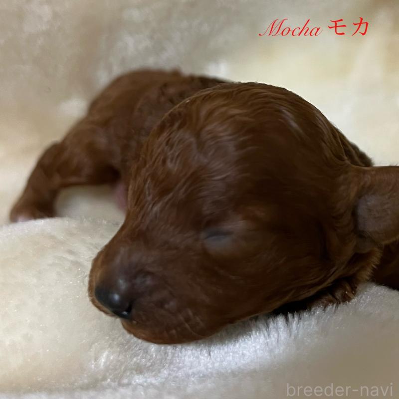 販売中の福岡県のタイニープードル-454161の11枚目