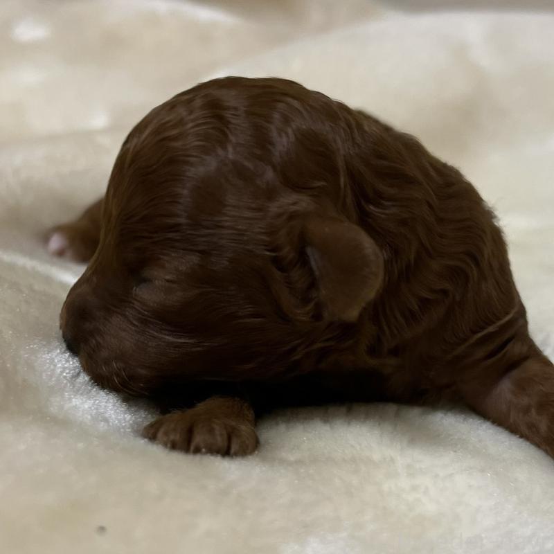 販売中の福岡県のタイニープードル-454161の10枚目