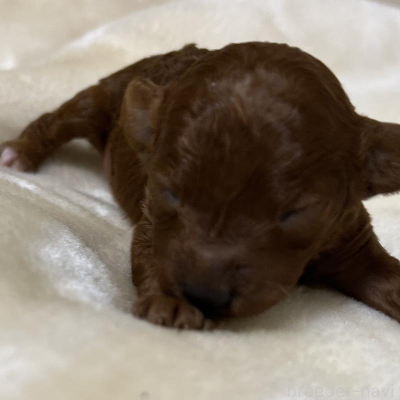 販売中の福岡県のタイニープードル-454161の9枚目