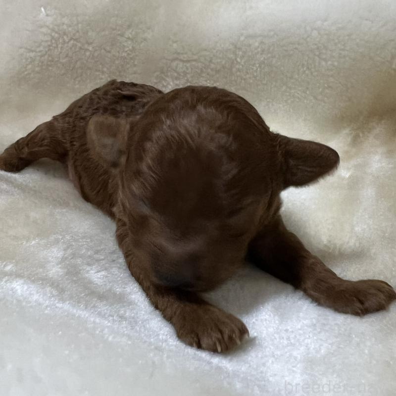 販売中の福岡県のタイニープードル-454161の8枚目