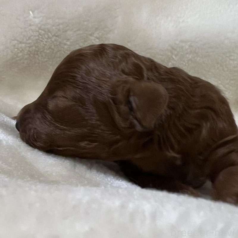 販売中の福岡県のタイニープードル-454161の7枚目