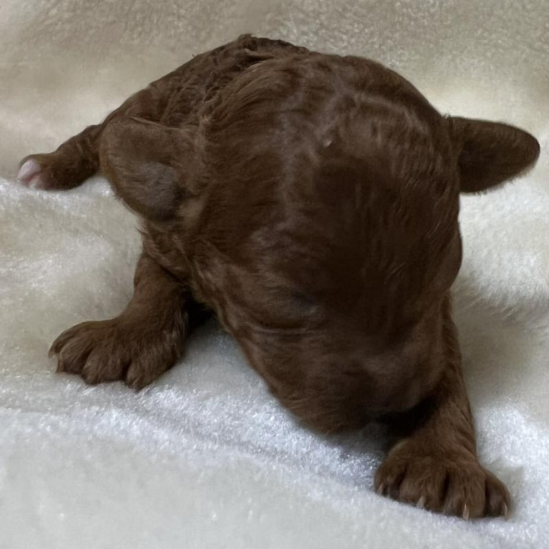 販売中の福岡県のタイニープードル-454161の5枚目