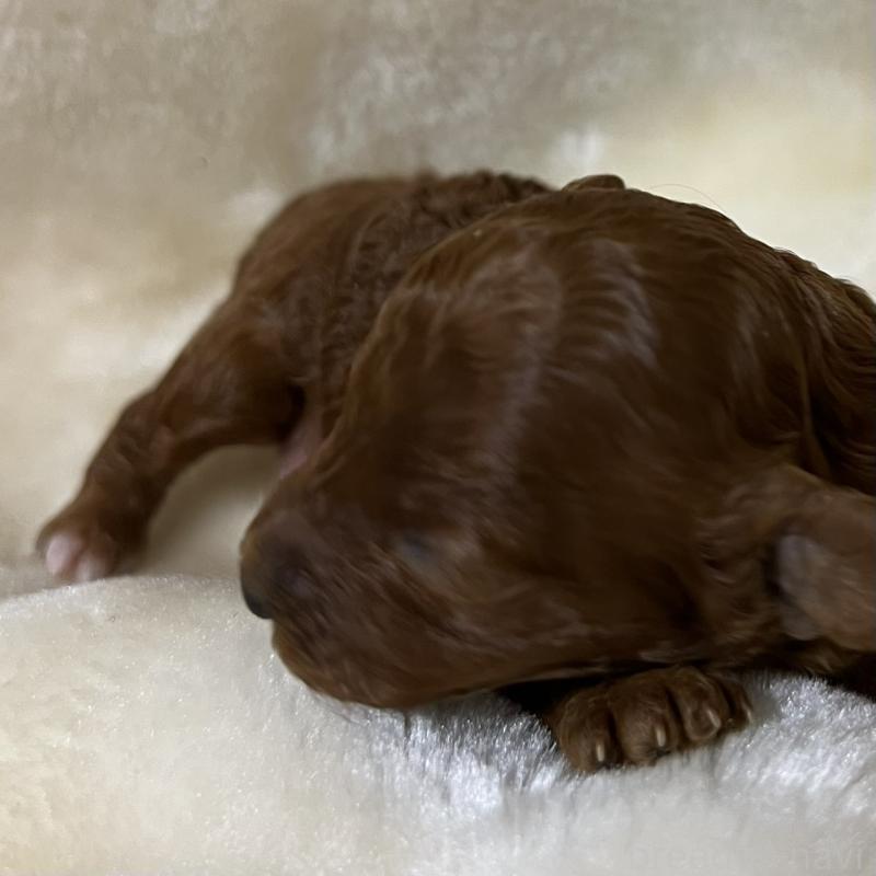 販売中の福岡県のタイニープードル-454161の6枚目