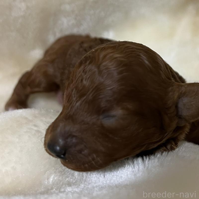 販売中の福岡県のタイニープードル-454161の4枚目