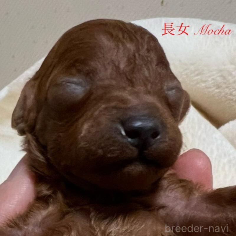 販売中の福岡県のタイニープードル-454161