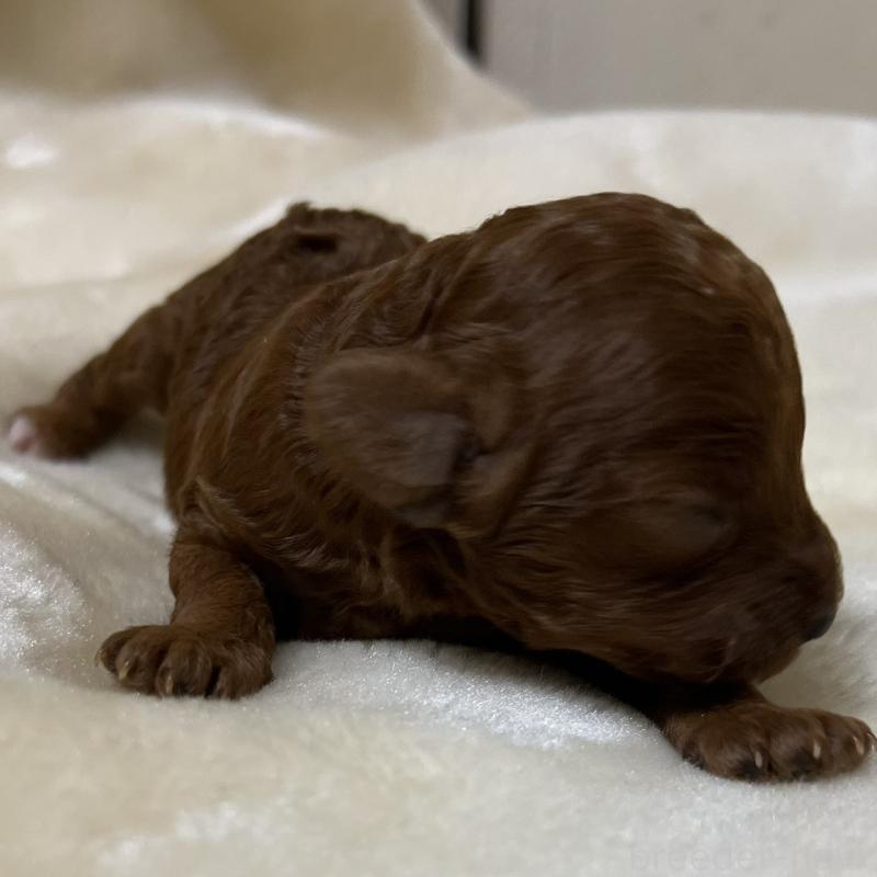 販売中の福岡県のタイニープードル-454161の3枚目