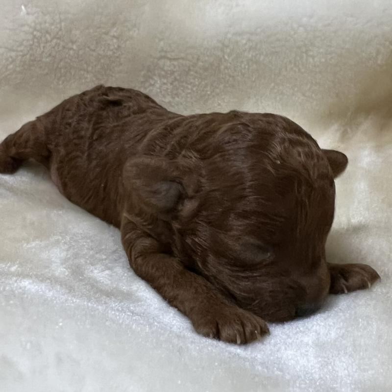 販売中の福岡県のタイニープードル-454161の2枚目