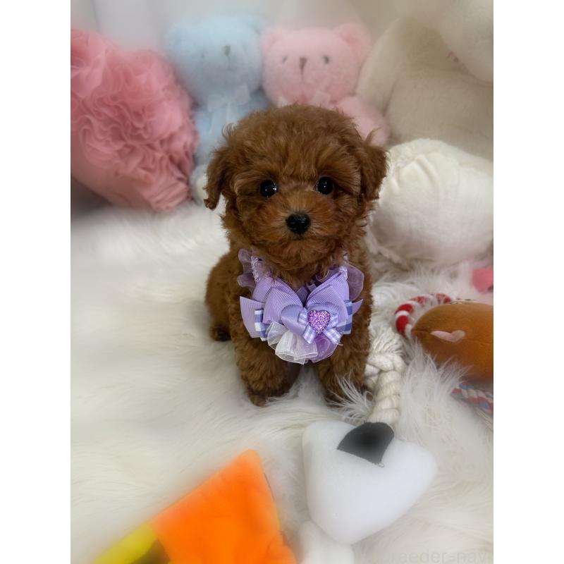 販売中の香川県のタイニープードル-446811の7枚目