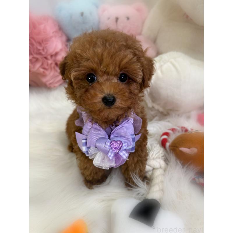 販売中の香川県のタイニープードル-446811の6枚目