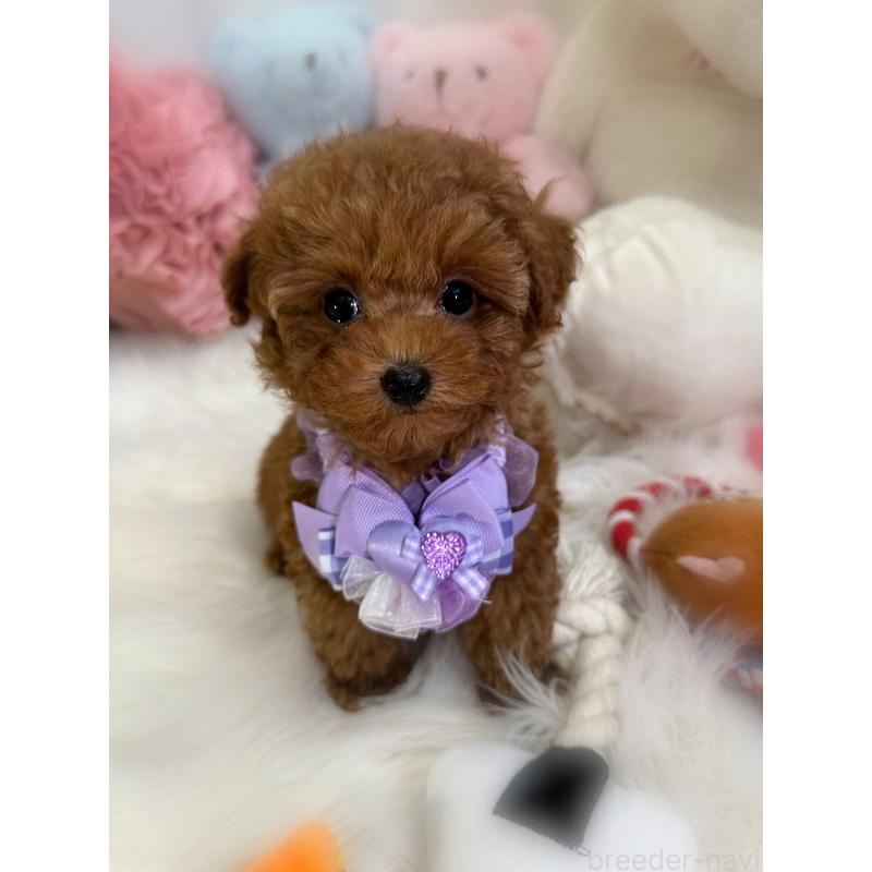 販売中の香川県のタイニープードル-446811の5枚目