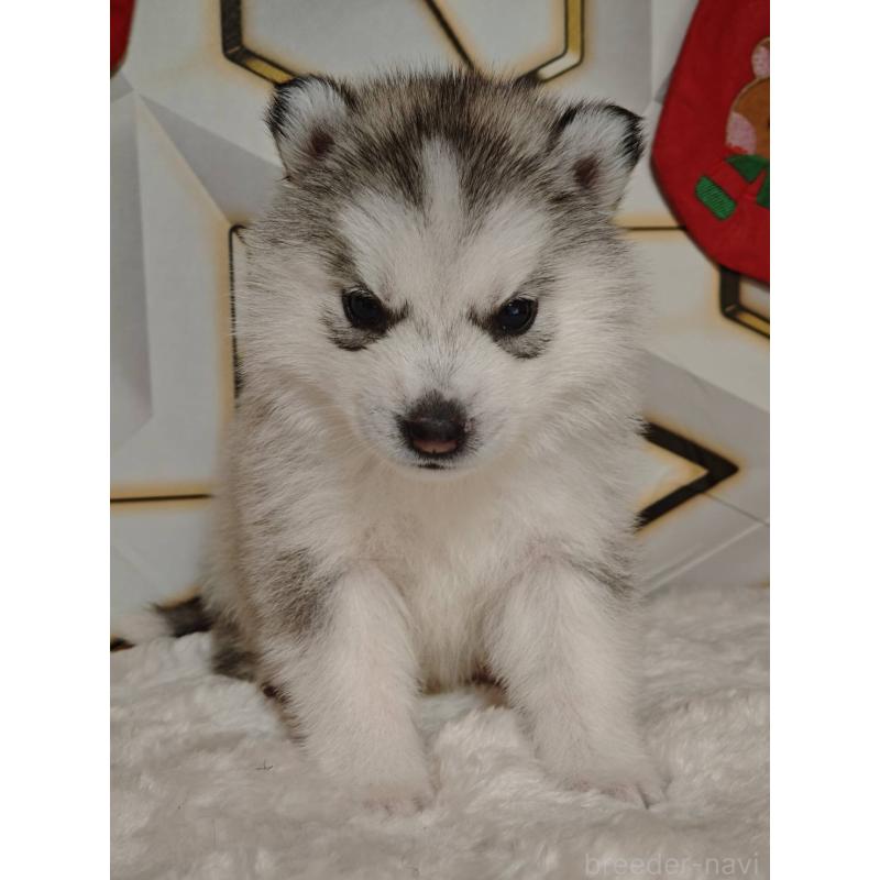 販売中の静岡県のシベリアンハスキー-454164の7枚目