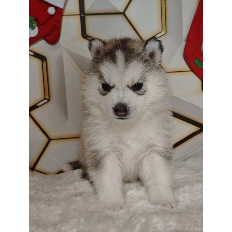 販売中の静岡県のシベリアンハスキー-454164の6枚目