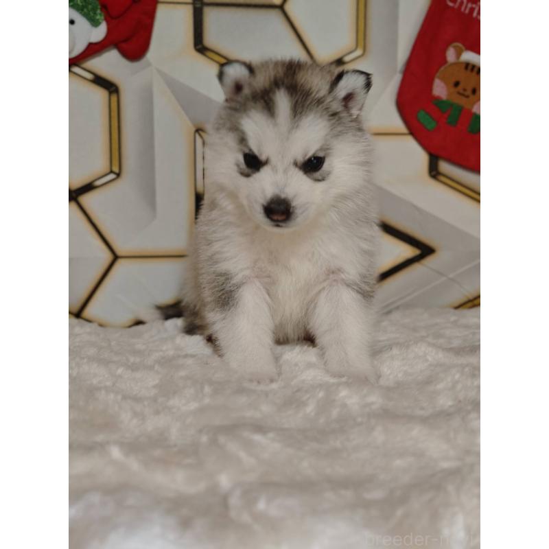 販売中の静岡県のシベリアンハスキー-454164の5枚目