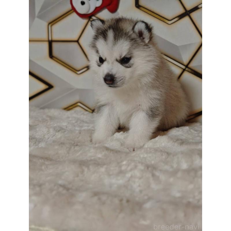 販売中の静岡県のシベリアンハスキー-454164の4枚目